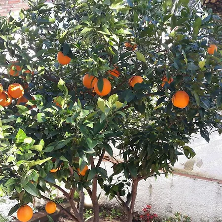 Patio Dorado Nyaraló